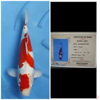 Sakamaki Kohaku Doitsu 