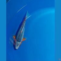 ASAGI GOOD RING 27 CM