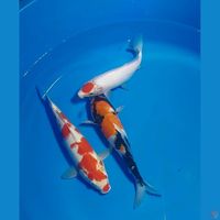 TANCHO KOHAKU SHOWA 20 27 28 CM