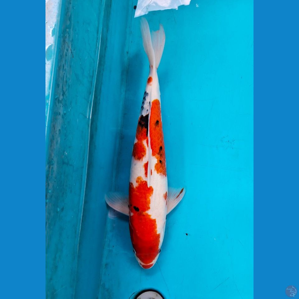 Tategoi showa 49cm Female