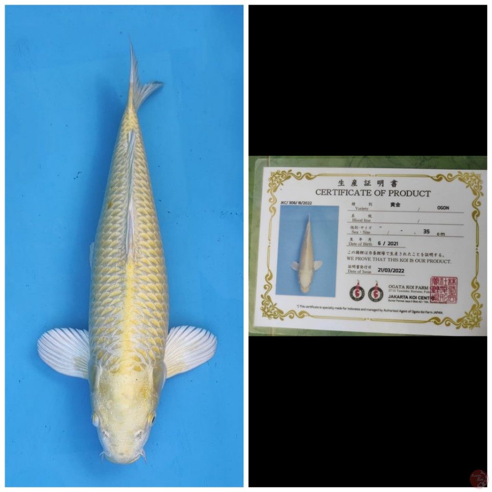 Ogata Ogon 