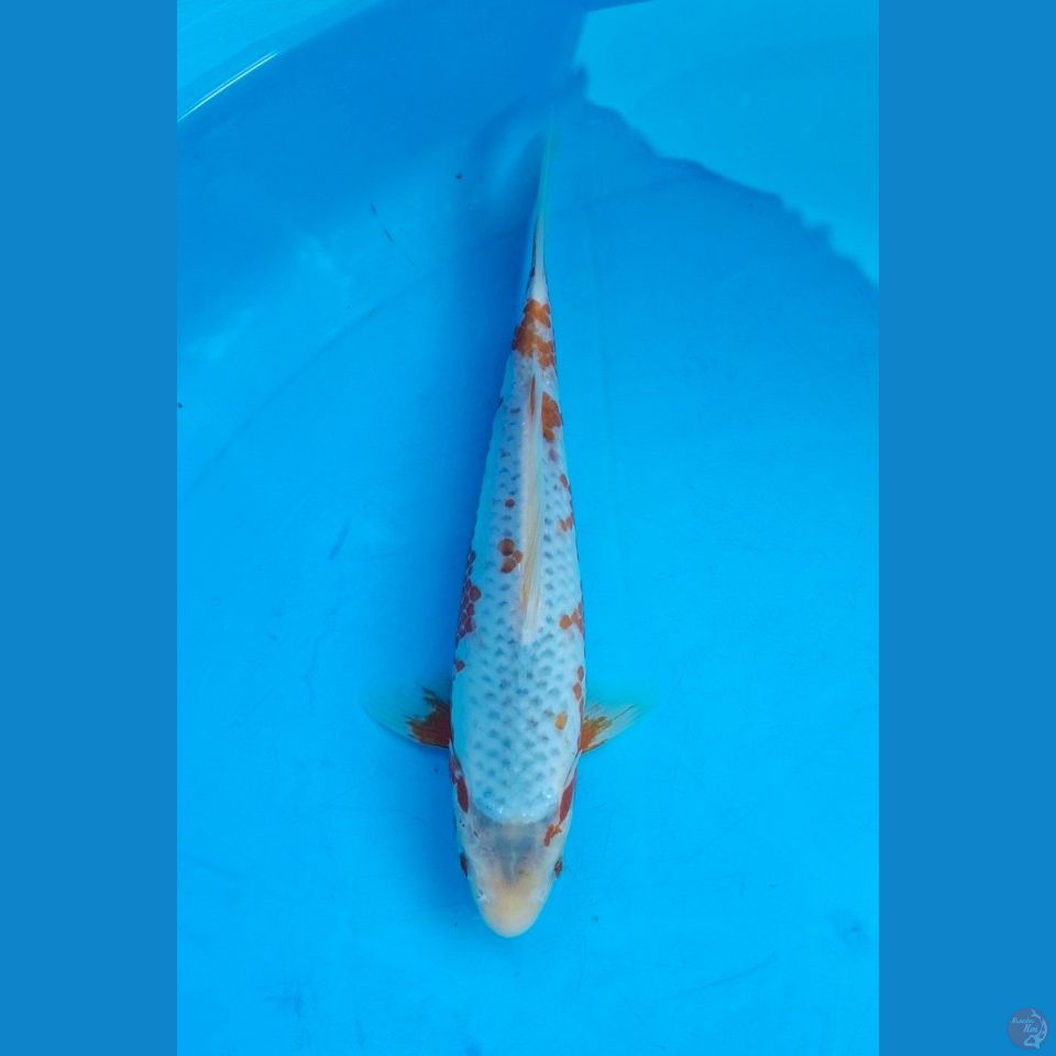 Kanoko asagi 22cm