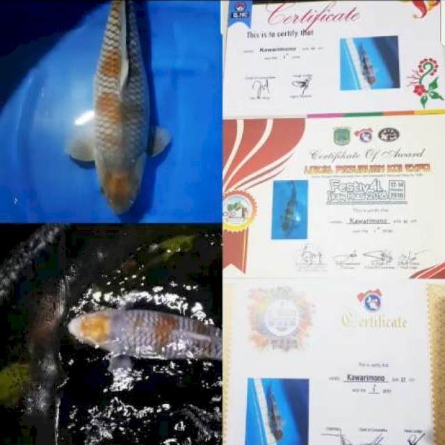 Maruten Ochiba 50 cm 3 Serti Juara
Juara 1 GNC 2018.
Juara 1 All Indo Young Koi Show 2018.
Juara 1 Pasuruan Koi Expo 2018.