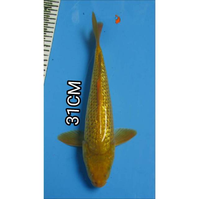 MIDORIGOI GINDRIN 31CM