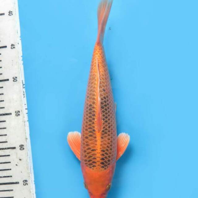 Kinmatsuba 27 cm