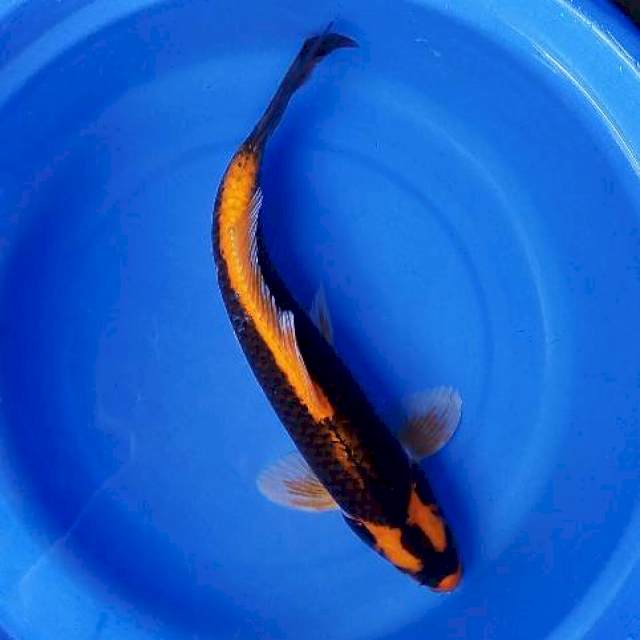 Kabuto 36cm male