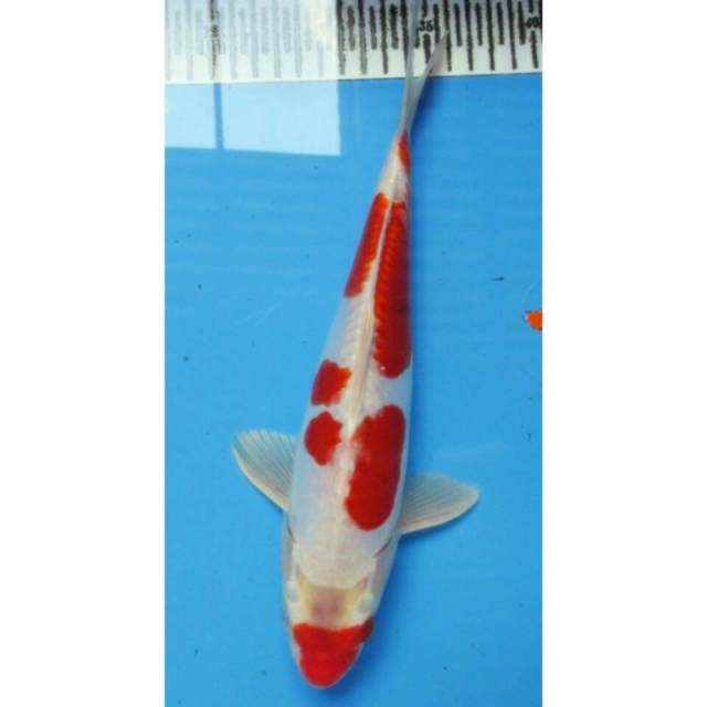 7KOI_KUJAKU SAKURA_29CM