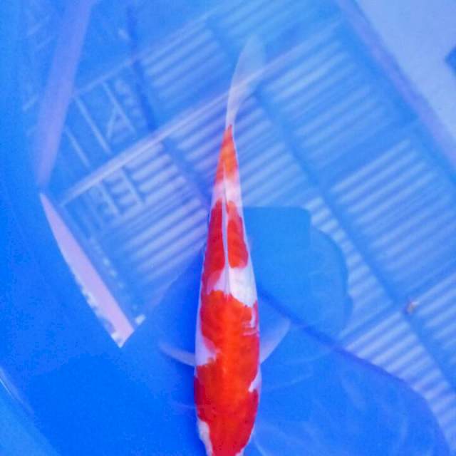 Kohaku doitsu 20 cm