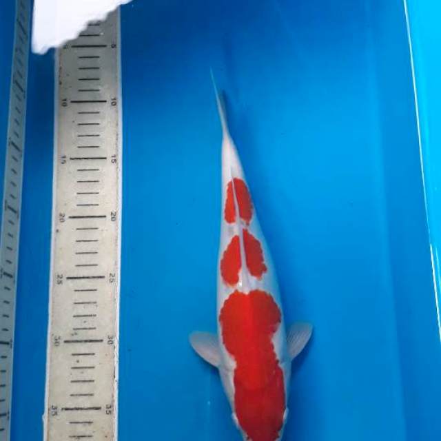 SANDAN KOHAKU MALE SQ 