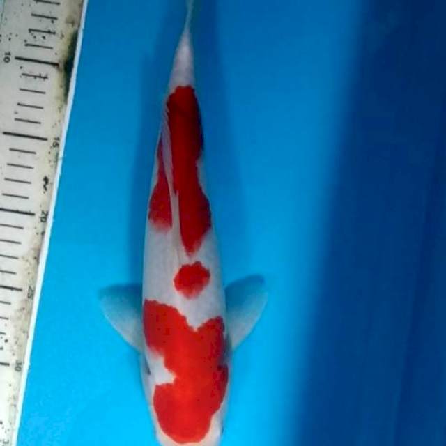 KOHAKU STRONG MALE