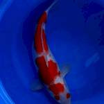 Kohaku 37cm 