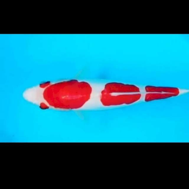 Doitsu kohaku red