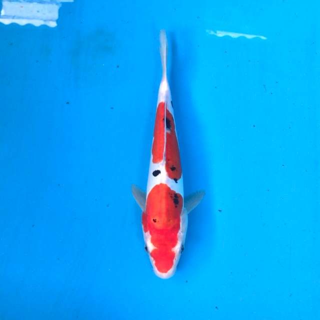 Doitsu Sanke 25cm, female