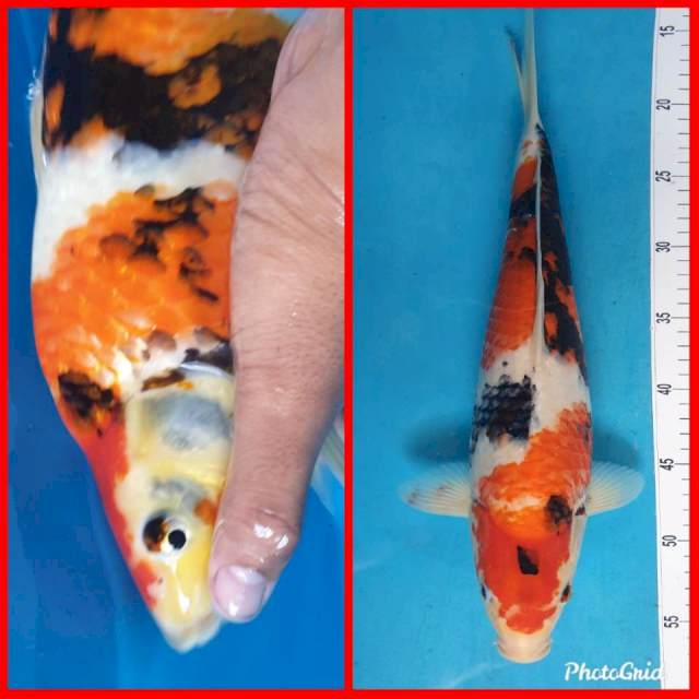 Showa Female 40cm F1