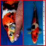 Showa Female 40cm F1