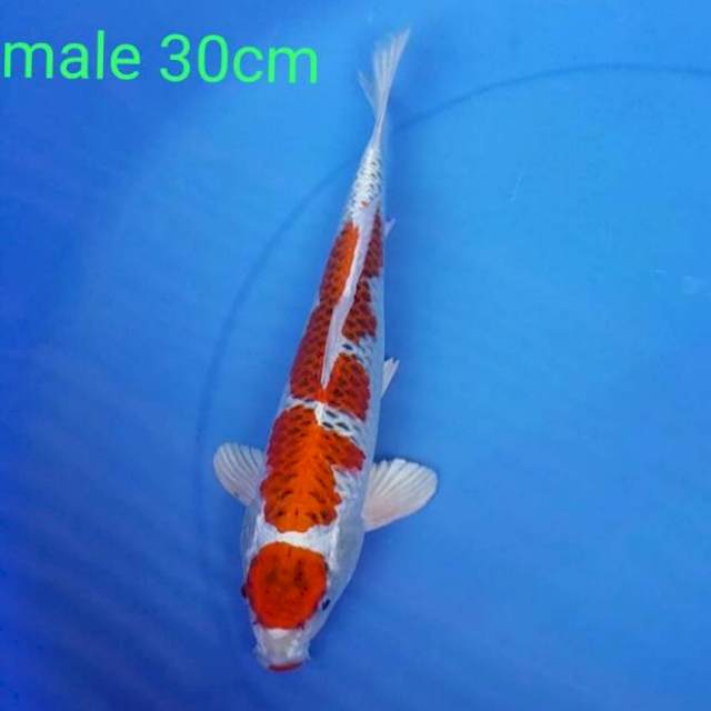 Kujaku male 30cm