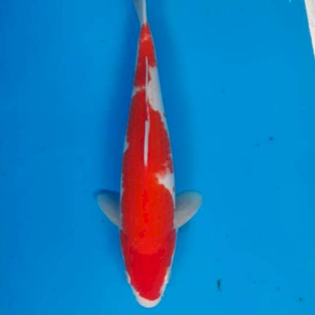 Kohaku strong 29cm