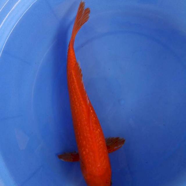 34cm male