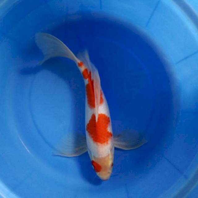 Kumpay kohaku 32cm male