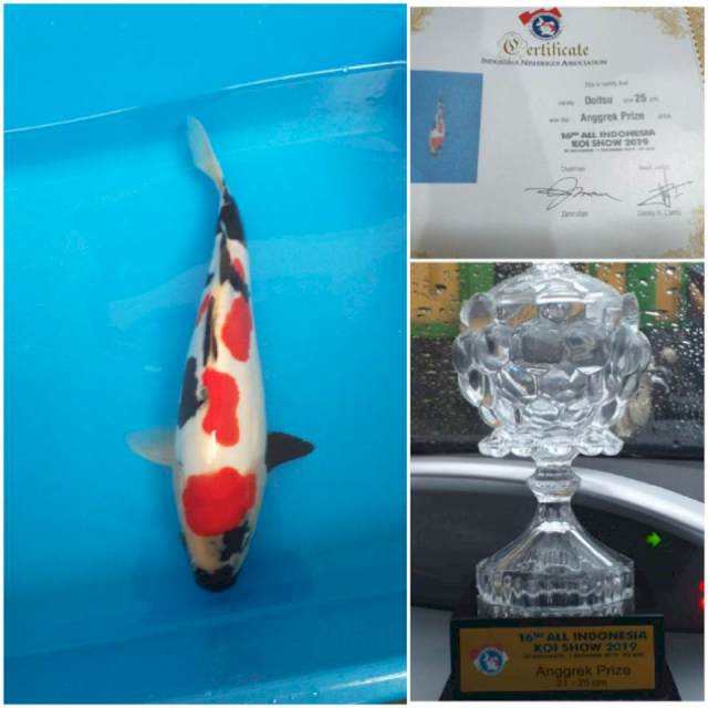 SQ Kindai showa doitsu, serti juara (2x)