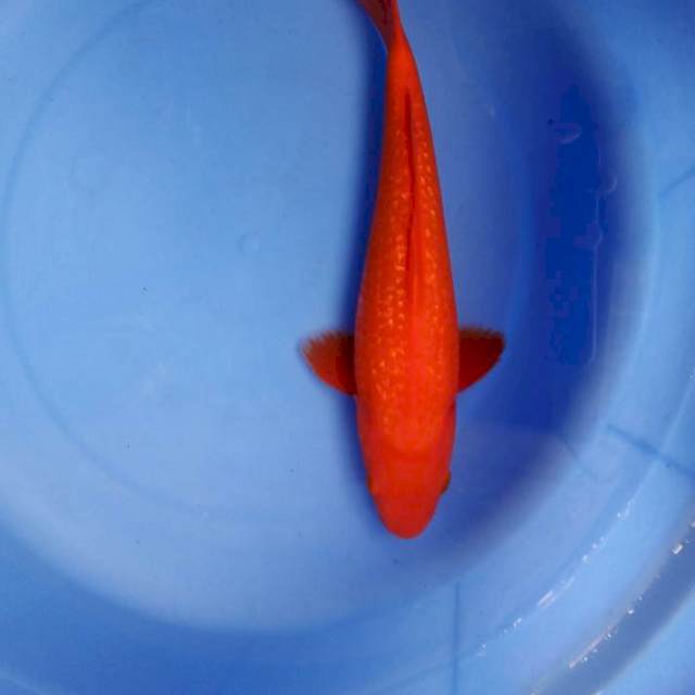 Benigoi ginrin 26cm male