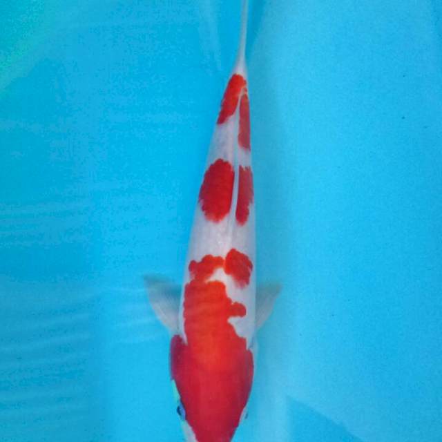 Kohaku 28 cm