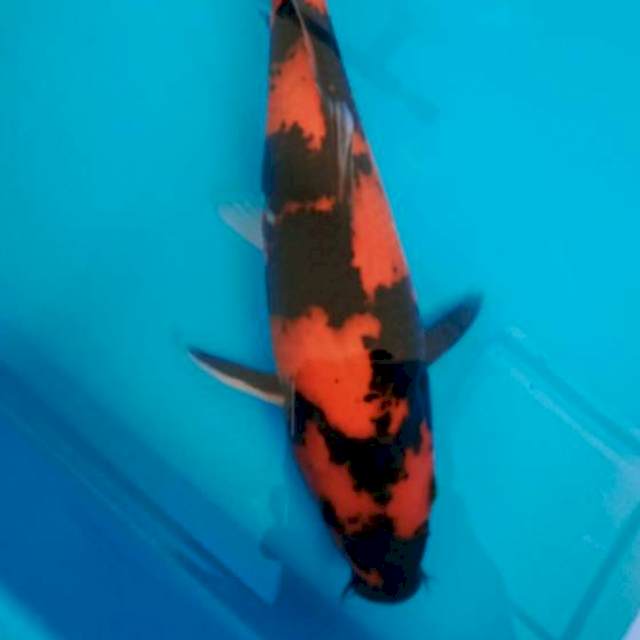 Hi showa, male 27cm, cakeppp