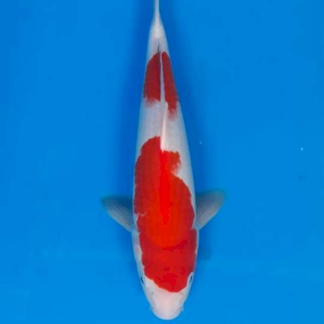 Kohaku step strong 33cm