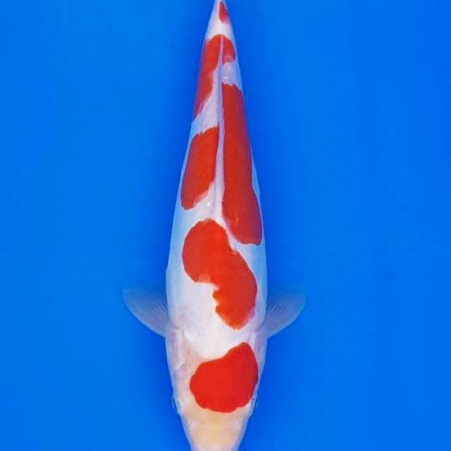 SQ KOHAKU DOITSU 32CM