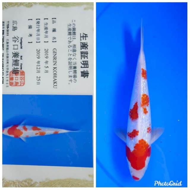 Ginrin kohaku import taniguchi farm