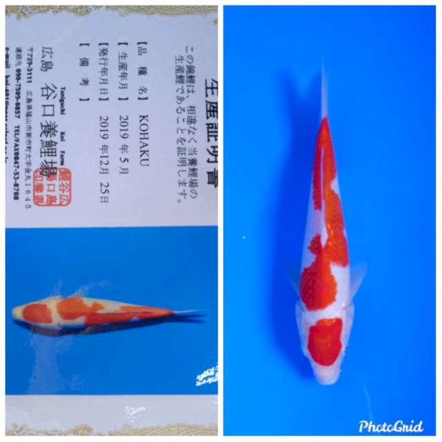 Kohaku import taniguchi farm