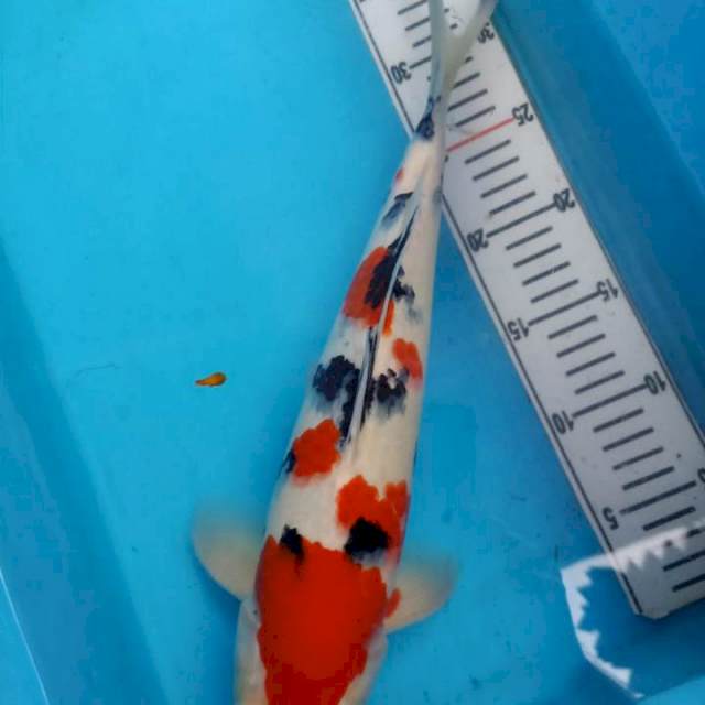 Sanke ajibb 40 cm