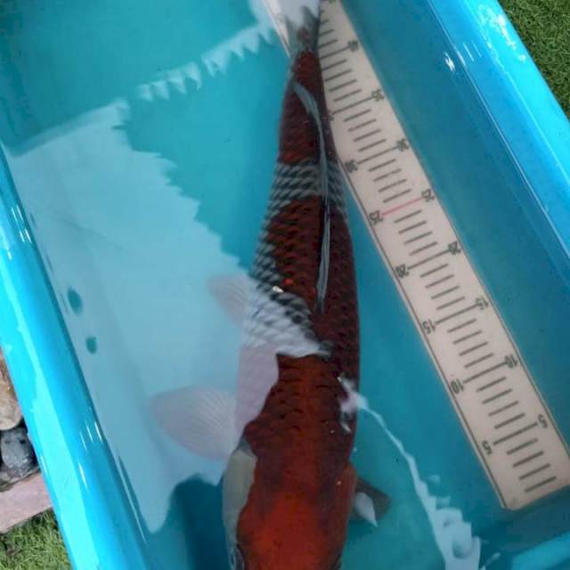 Ochiba 54cm Male