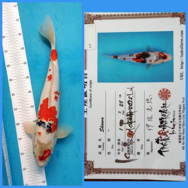 Showa Isa Male 49cm