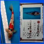 Showa Isa Male 49cm