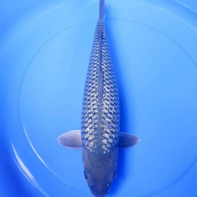 Soragoi Ginrin Male 43