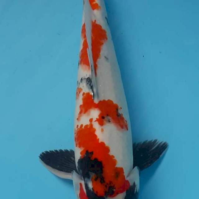 Showa sansoku 35cm