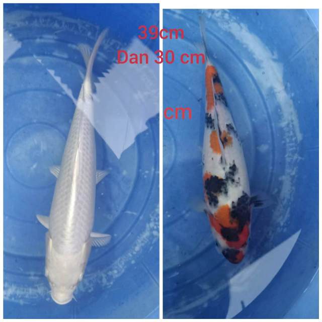 Platinum 39cm (gratis showa 30cm)