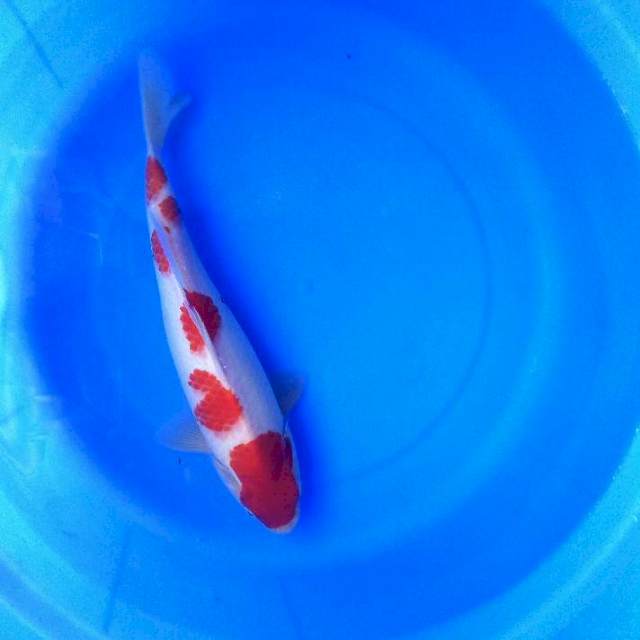 Kohaku 28cm 