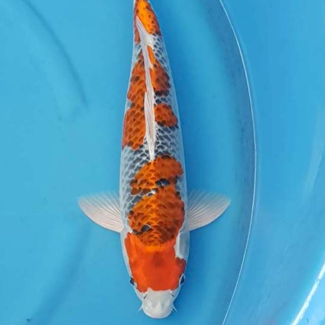 GHOSIKI MALE 45CM