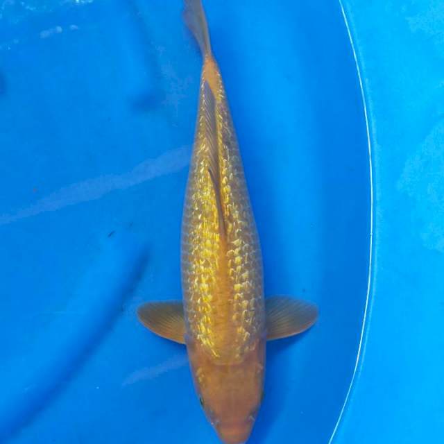 Caramel 39 cm male