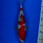 Kohaku original jantan 32cm