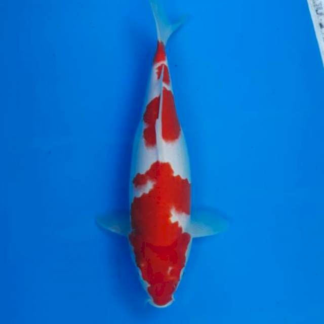 Kohaku original betina 31cm