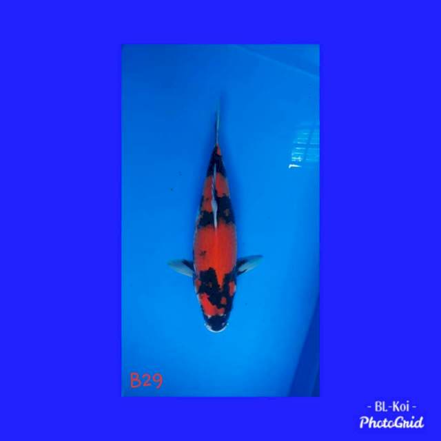 Hi Showa Betina 29cm