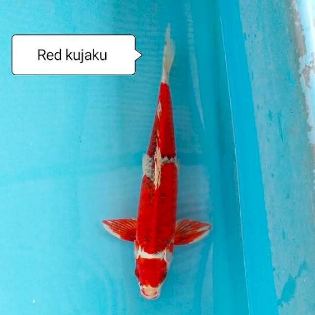 Red Kujaku strong 