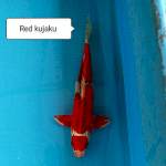 Red Kujaku strong 
