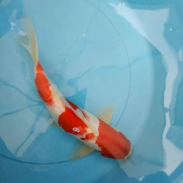 Kohaku 30 bu