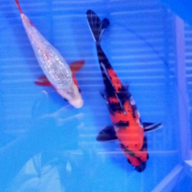 Mix  koi 22-26 cm