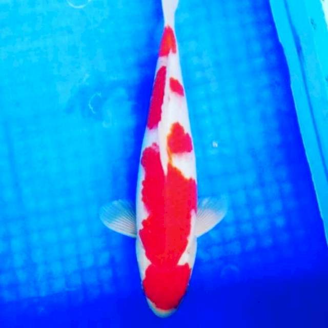 Kohaku 33cm