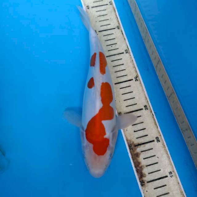 Kohaku doitsu murni